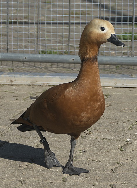 和机遇