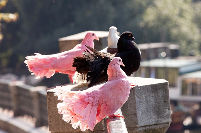 模式成功的 模式成功的